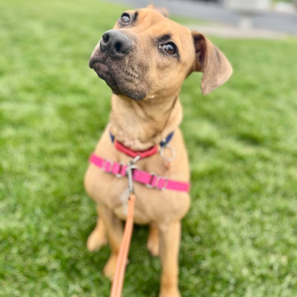 Becky, an adoptable Mixed Breed in Bend, OR, 97702 | Photo Image 6