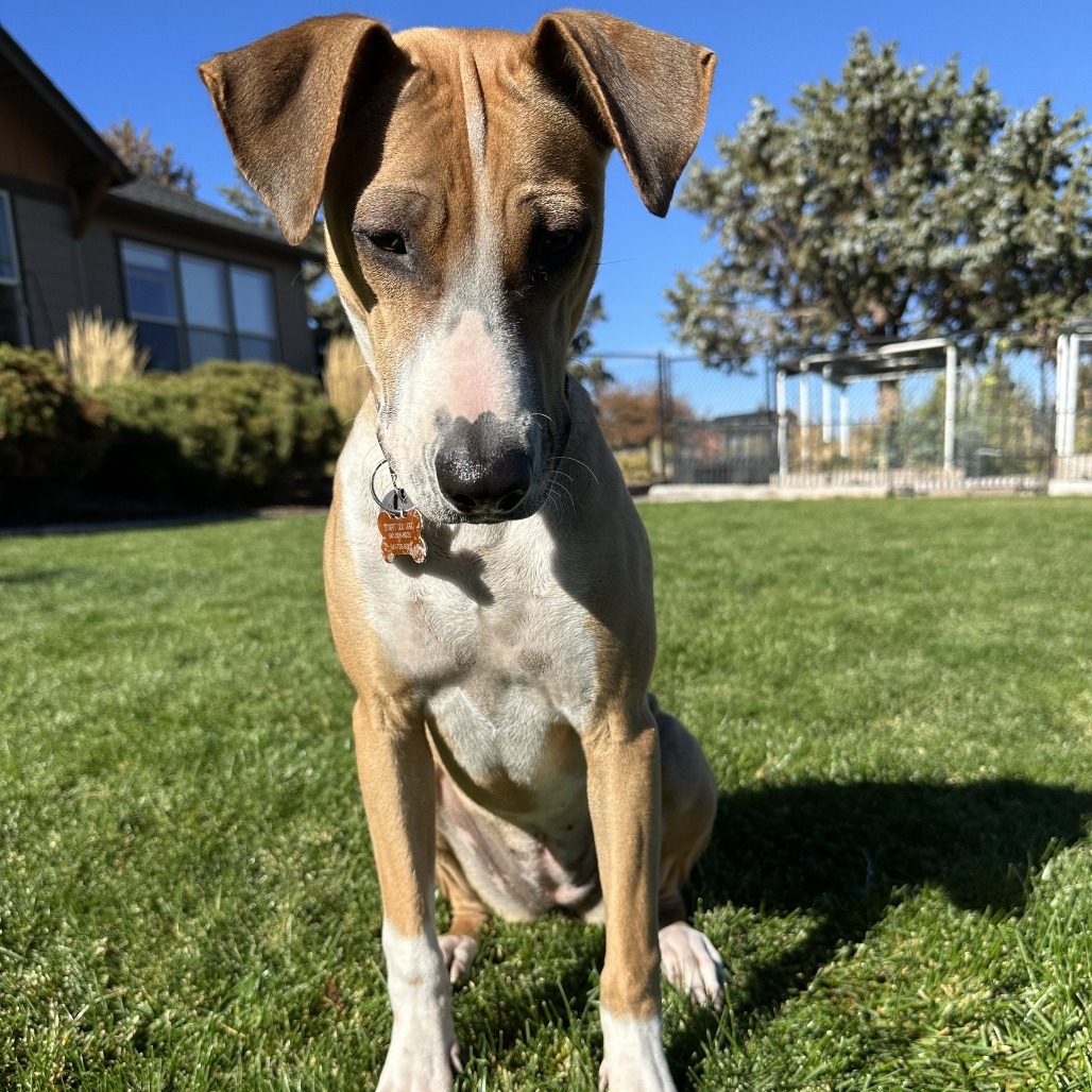 Bridget, an adoptable Mixed Breed in Bend, OR, 97702 | Photo Image 1
