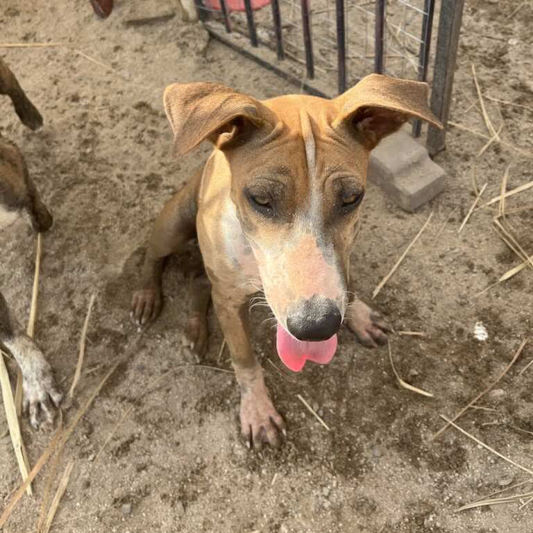 Bridget, an adoptable Mixed Breed in Bend, OR, 97702 | Photo Image 2