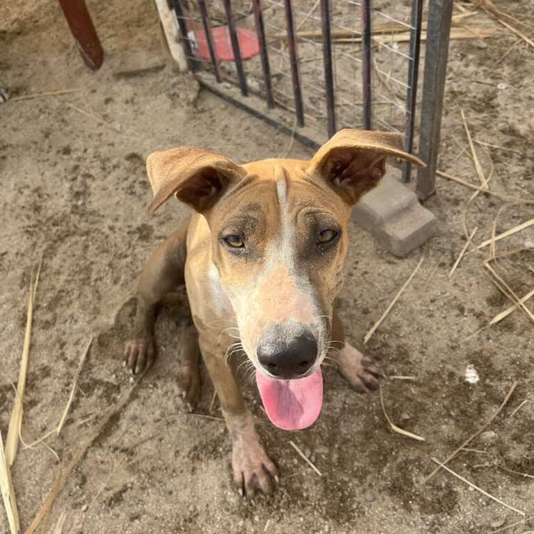 Bridget, an adoptable Mixed Breed in Bend, OR, 97702 | Photo Image 3