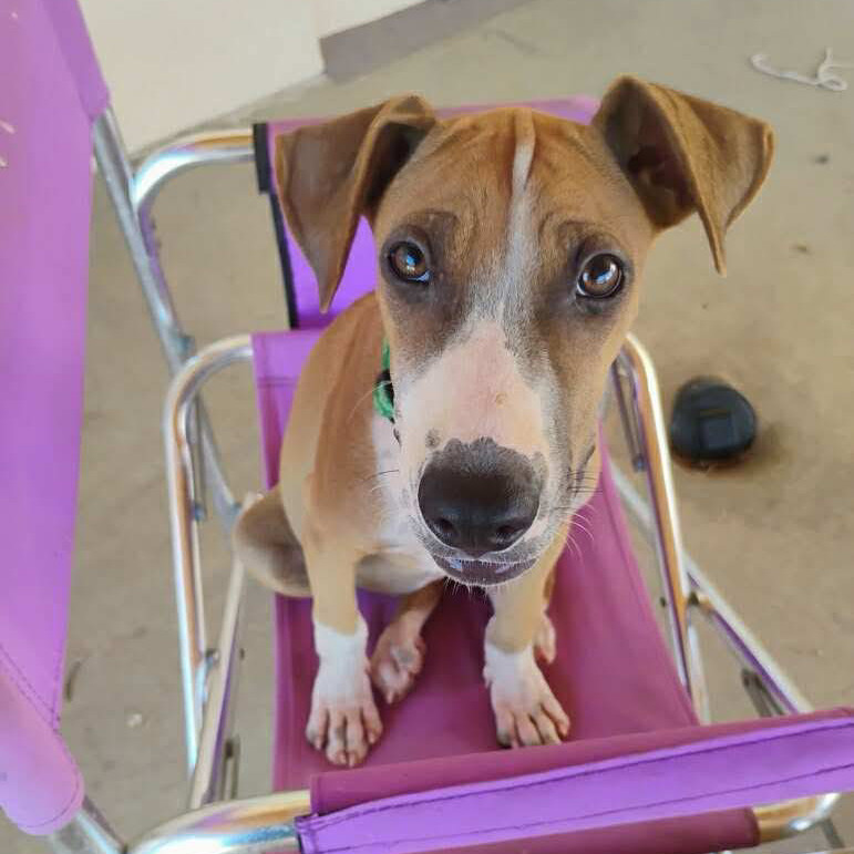 Bridget, an adoptable Mixed Breed in Bend, OR, 97702 | Photo Image 4