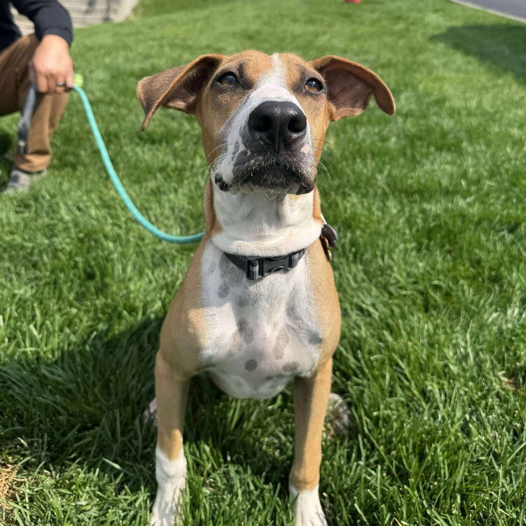 Bridget, an adoptable Mixed Breed in Bend, OR, 97702 | Photo Image 6