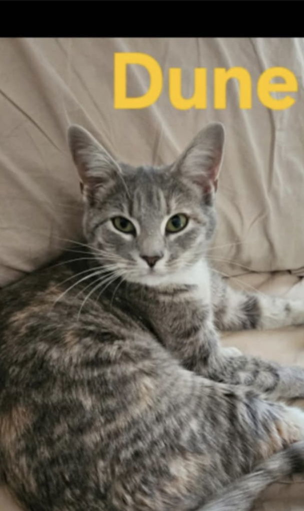 Dune: Not at shelter (Kendra)