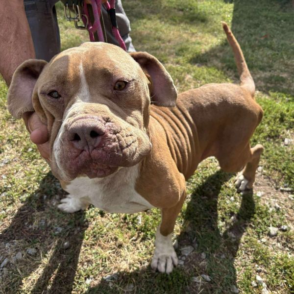 Droopy - At shelter available 9/21