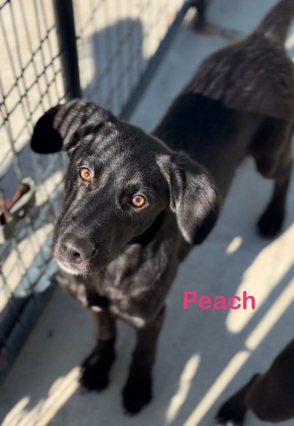 Puppy Peach