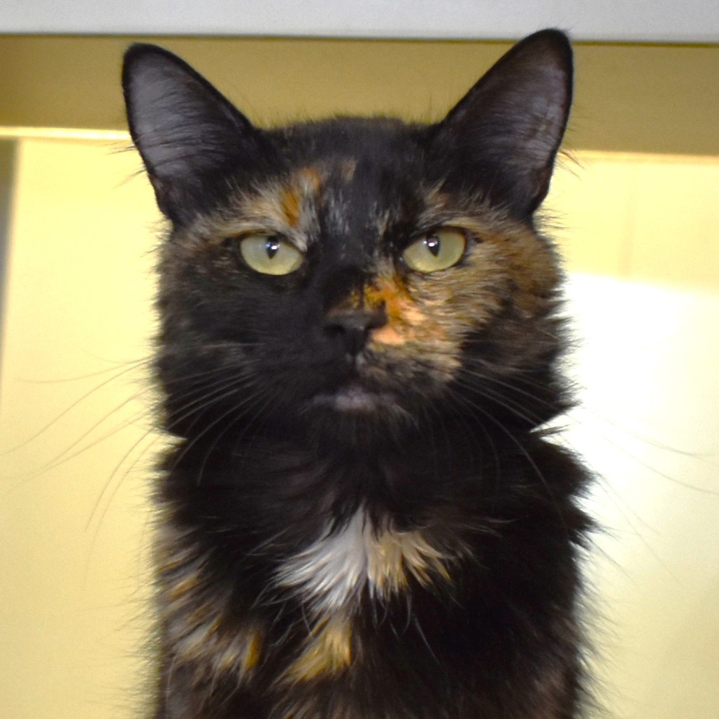 Conductor, an adoptable Domestic Short Hair in Rifle, CO, 81650 | Photo Image 1
