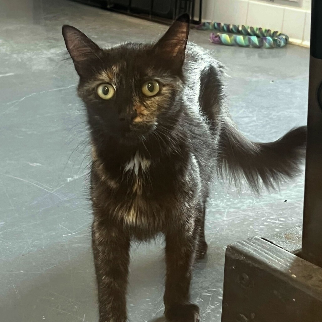 Conductor, an adoptable Domestic Short Hair in Rifle, CO, 81650 | Photo Image 2