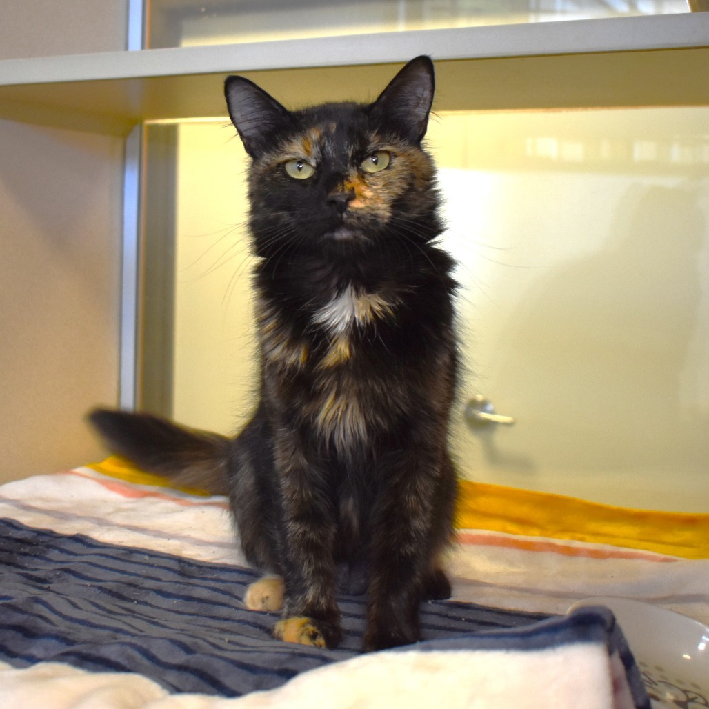 Conductor, an adoptable Domestic Short Hair in Rifle, CO, 81650 | Photo Image 3