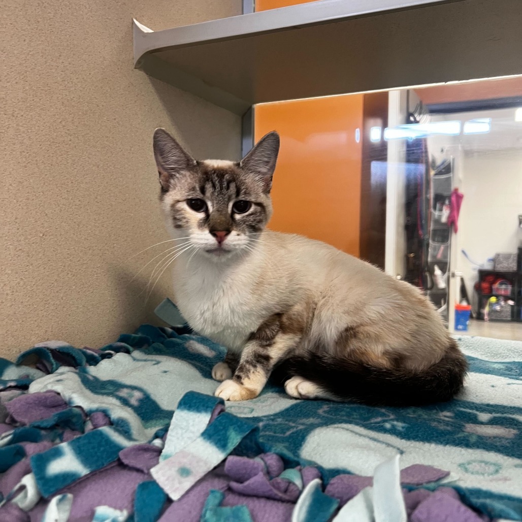 Sonata, an adoptable Domestic Short Hair in Rifle, CO, 81650 | Photo Image 2