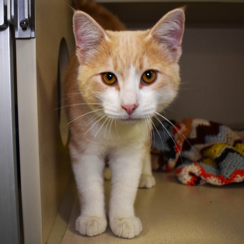 Hank, an adoptable Domestic Short Hair in Rifle, CO, 81650 | Photo Image 1