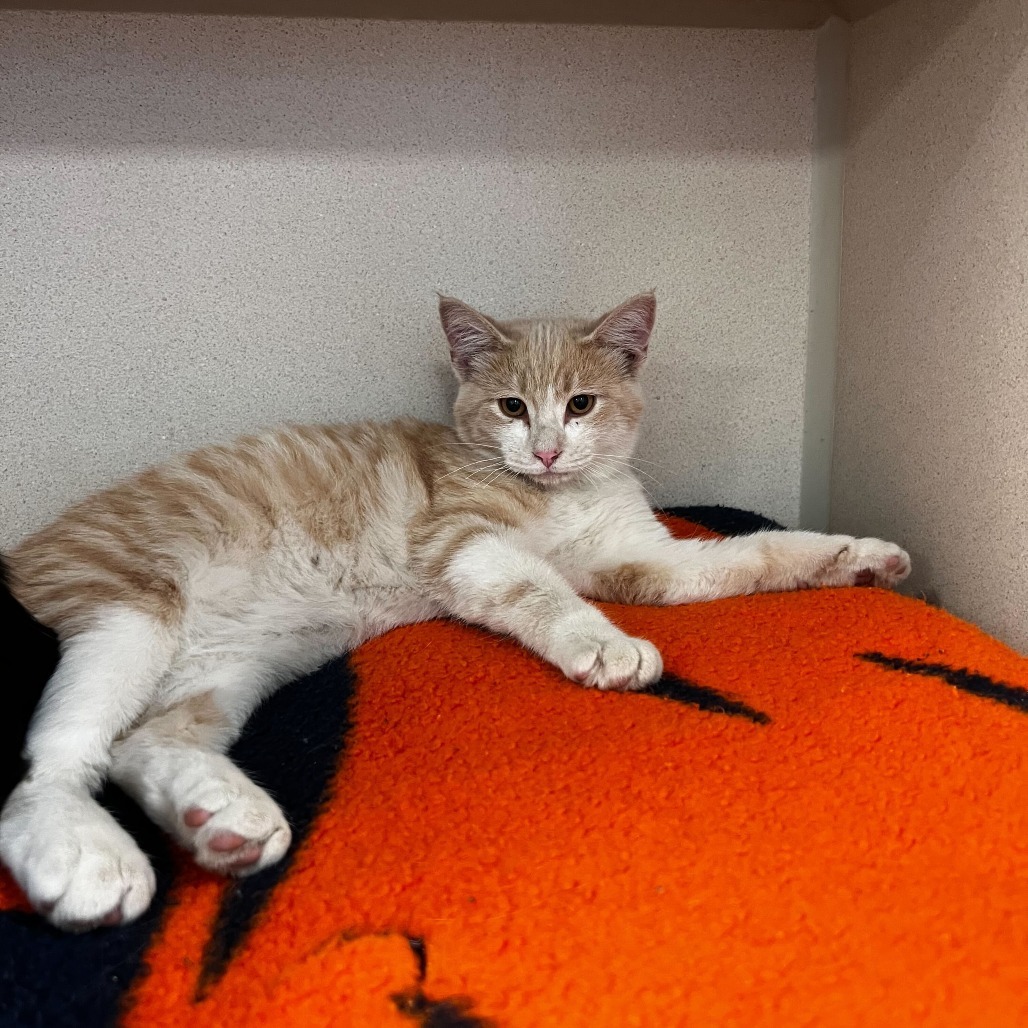 Hank, an adoptable Domestic Short Hair in Rifle, CO, 81650 | Photo Image 2