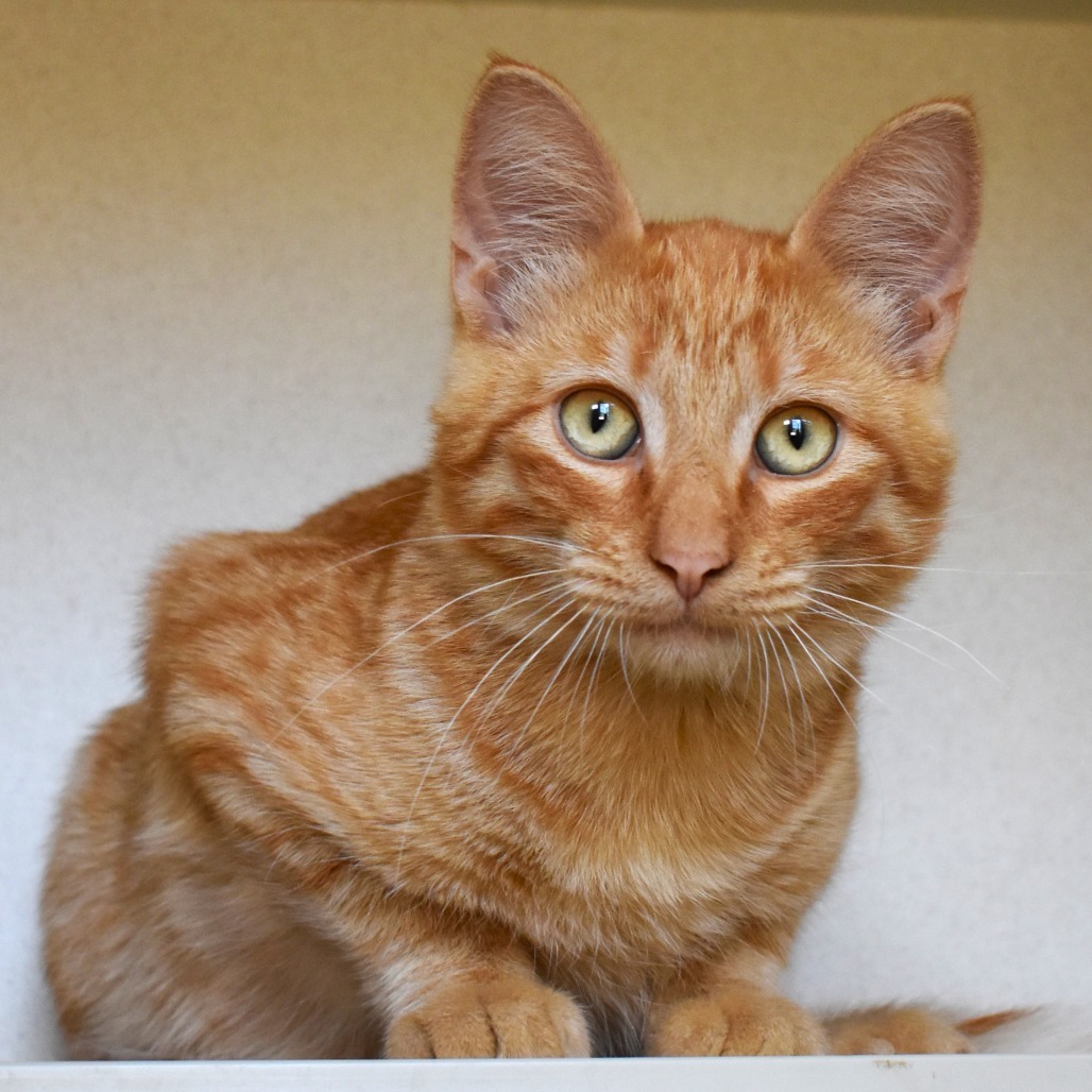 Bobby, an adoptable Domestic Short Hair in Rifle, CO, 81650 | Photo Image 1