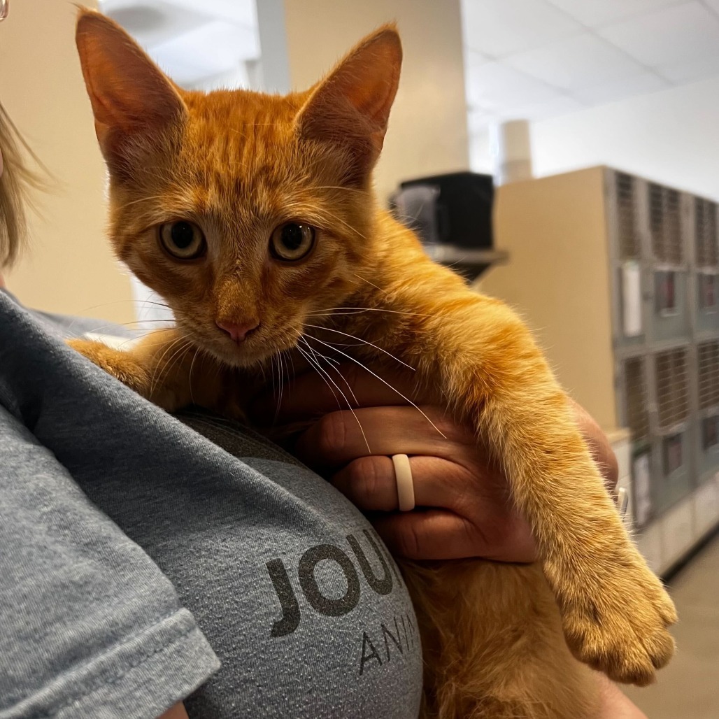 Bobby, an adoptable Domestic Short Hair in Rifle, CO, 81650 | Photo Image 2