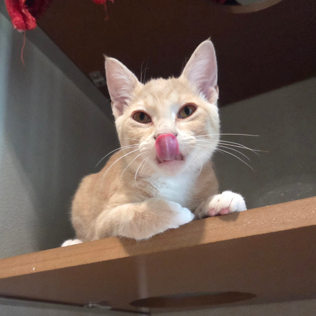 Horatio