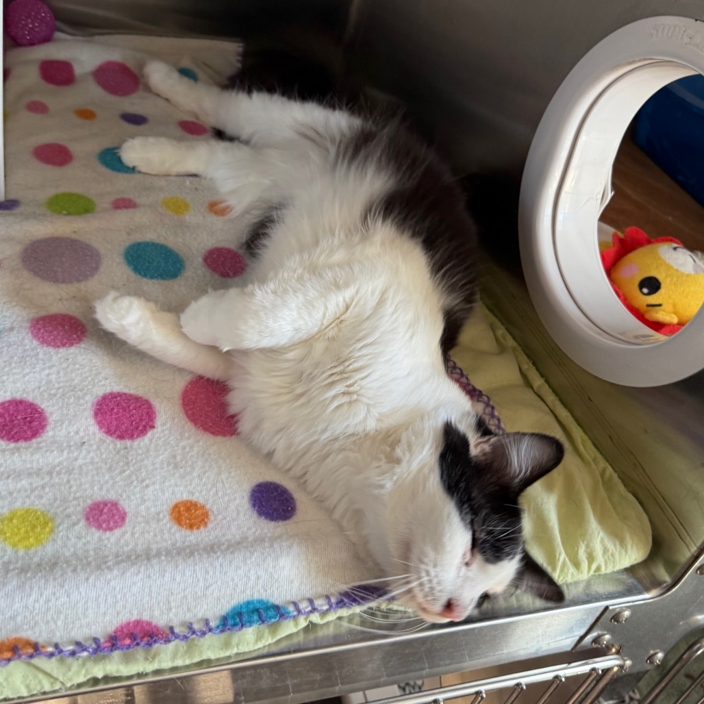 Chunk is at Petsmart GJ