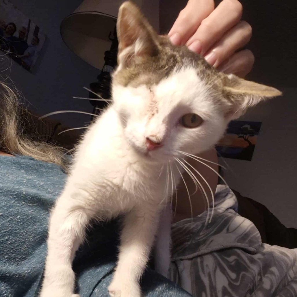 Schultz, an adoptable Domestic Short Hair in Jacksonville, OR, 97530 | Photo Image 1