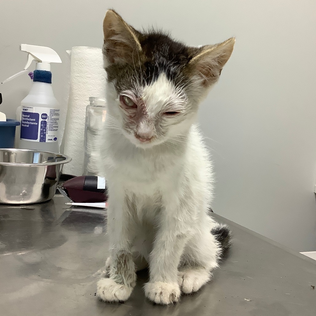 Schultz, an adoptable Domestic Short Hair in Jacksonville, OR, 97530 | Photo Image 2