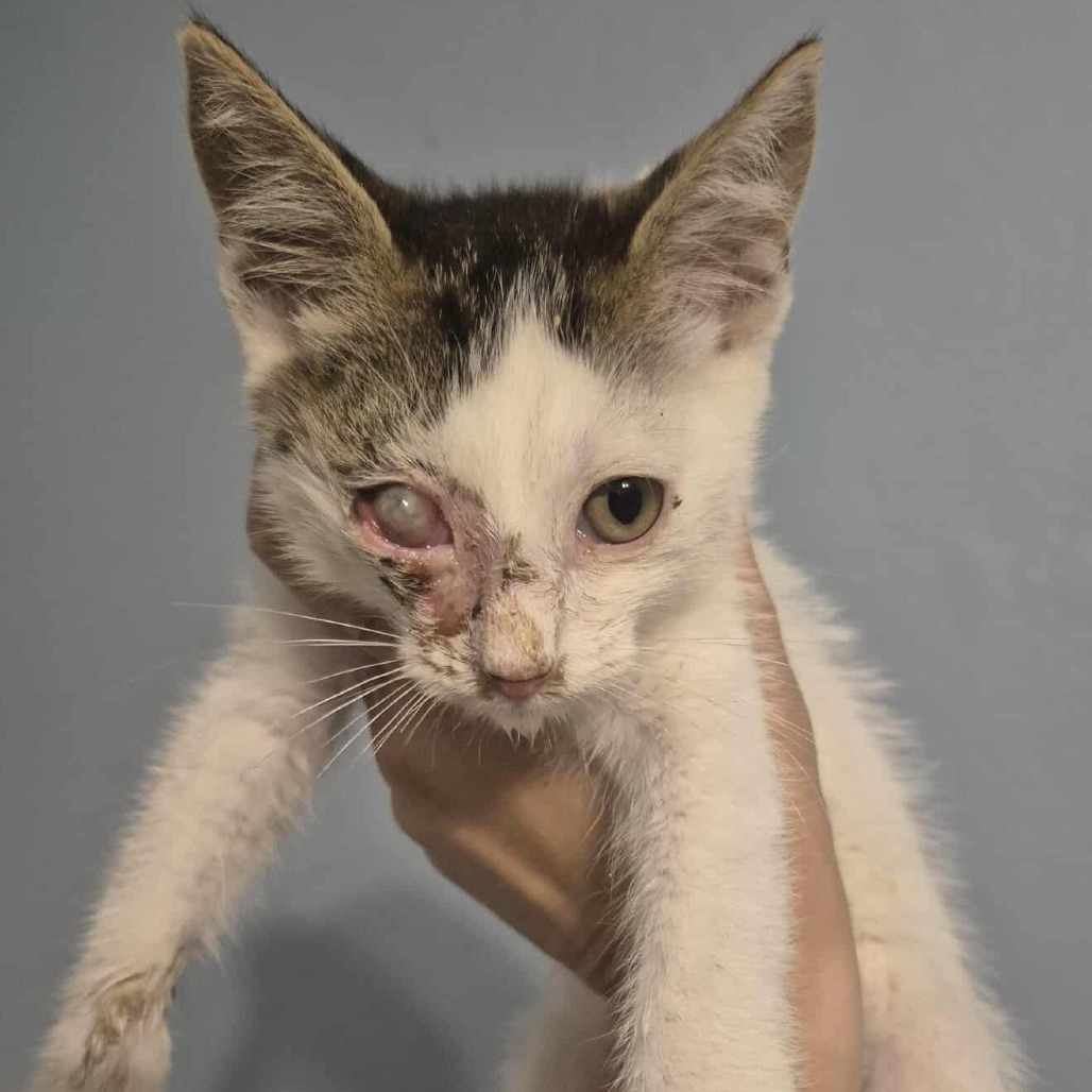 Schultz, an adoptable Domestic Short Hair in Jacksonville, OR, 97530 | Photo Image 3