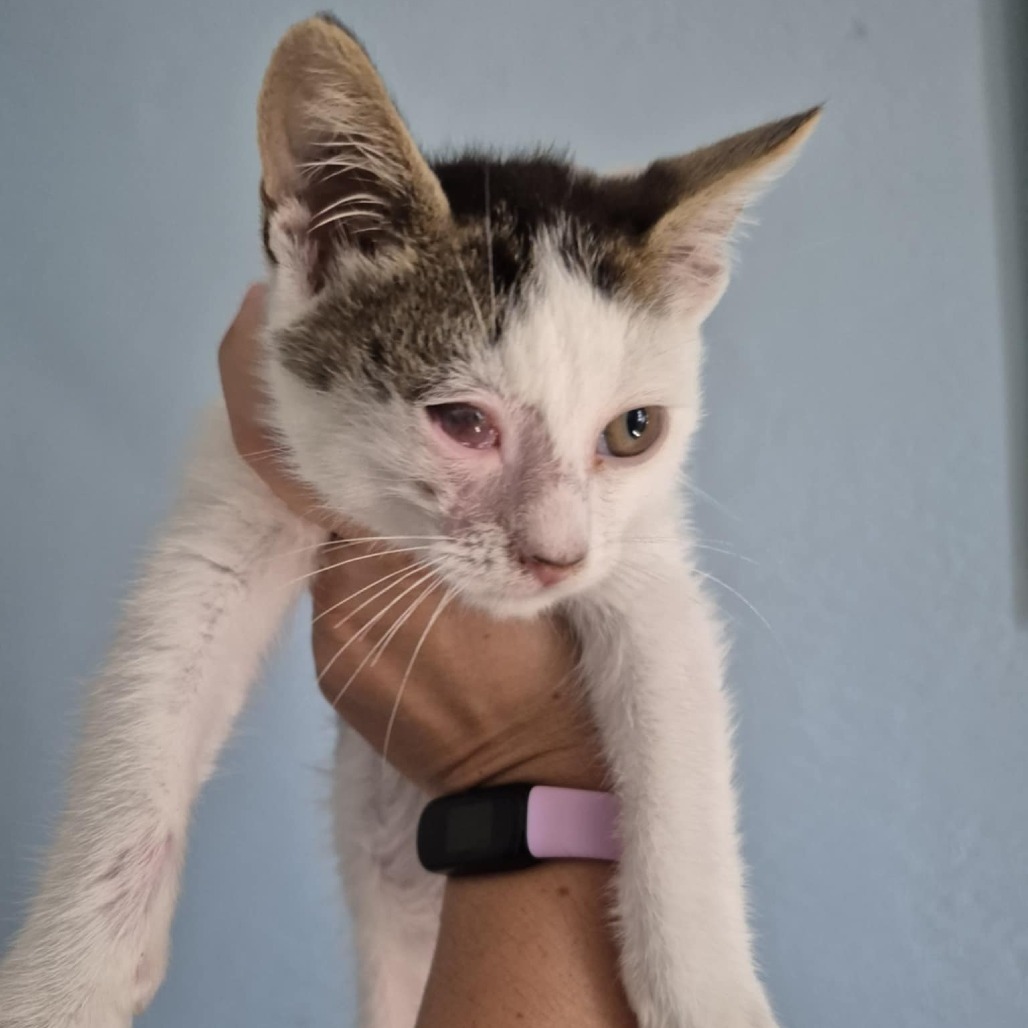 Schultz, an adoptable Domestic Short Hair in Jacksonville, OR, 97530 | Photo Image 4