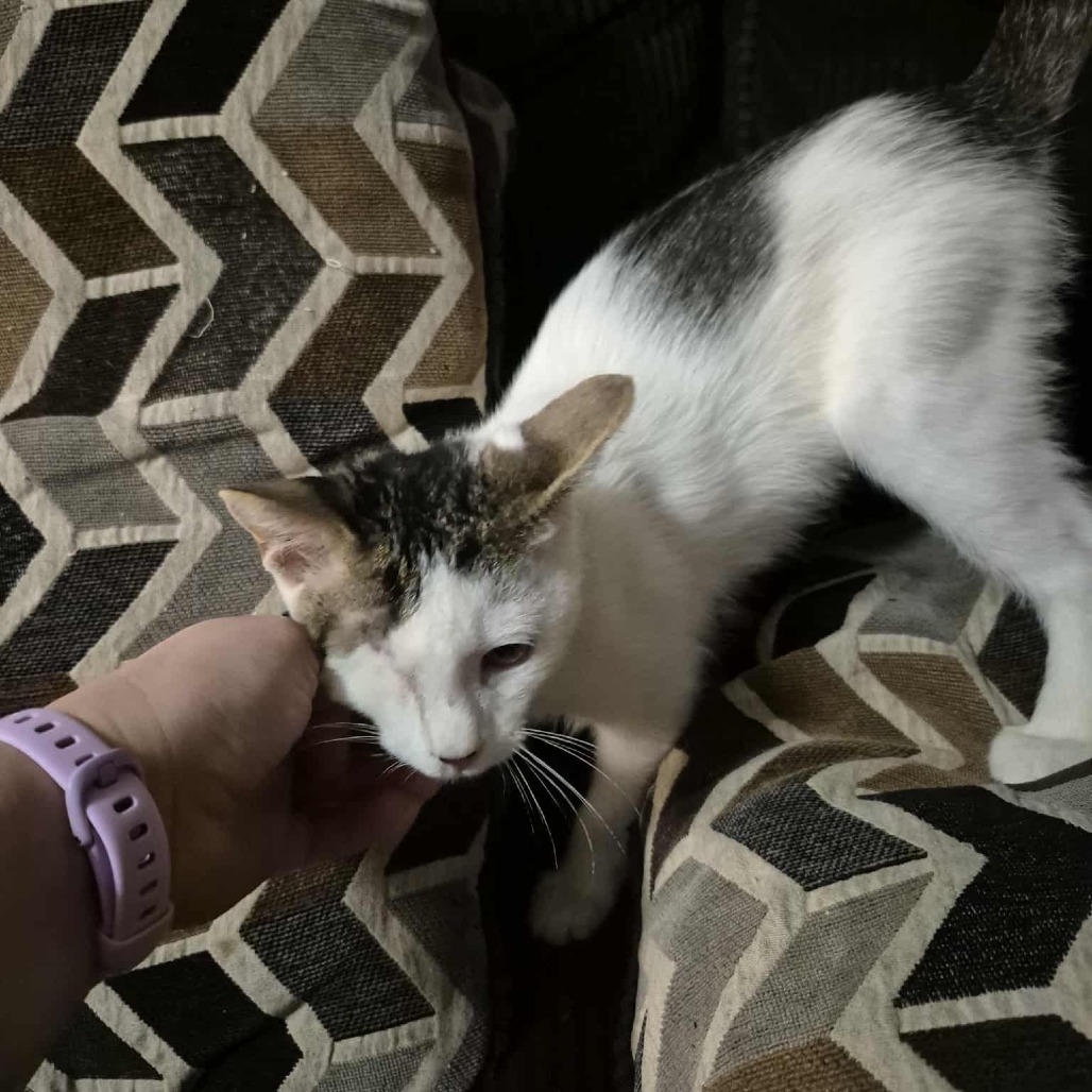 Schultz, an adoptable Domestic Short Hair in Jacksonville, OR, 97530 | Photo Image 5