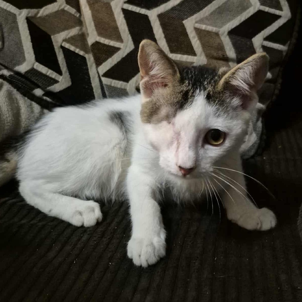 Schultz, an adoptable Domestic Short Hair in Jacksonville, OR, 97530 | Photo Image 6