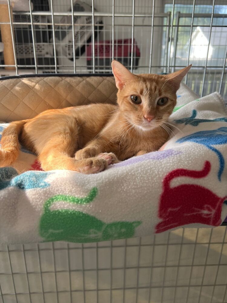 Georgia, an adoptable Domestic Short Hair in McPherson, KS, 67460 | Photo Image 1