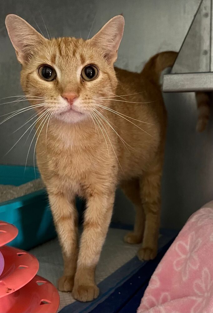 Georgia, an adoptable Domestic Short Hair in McPherson, KS, 67460 | Photo Image 2