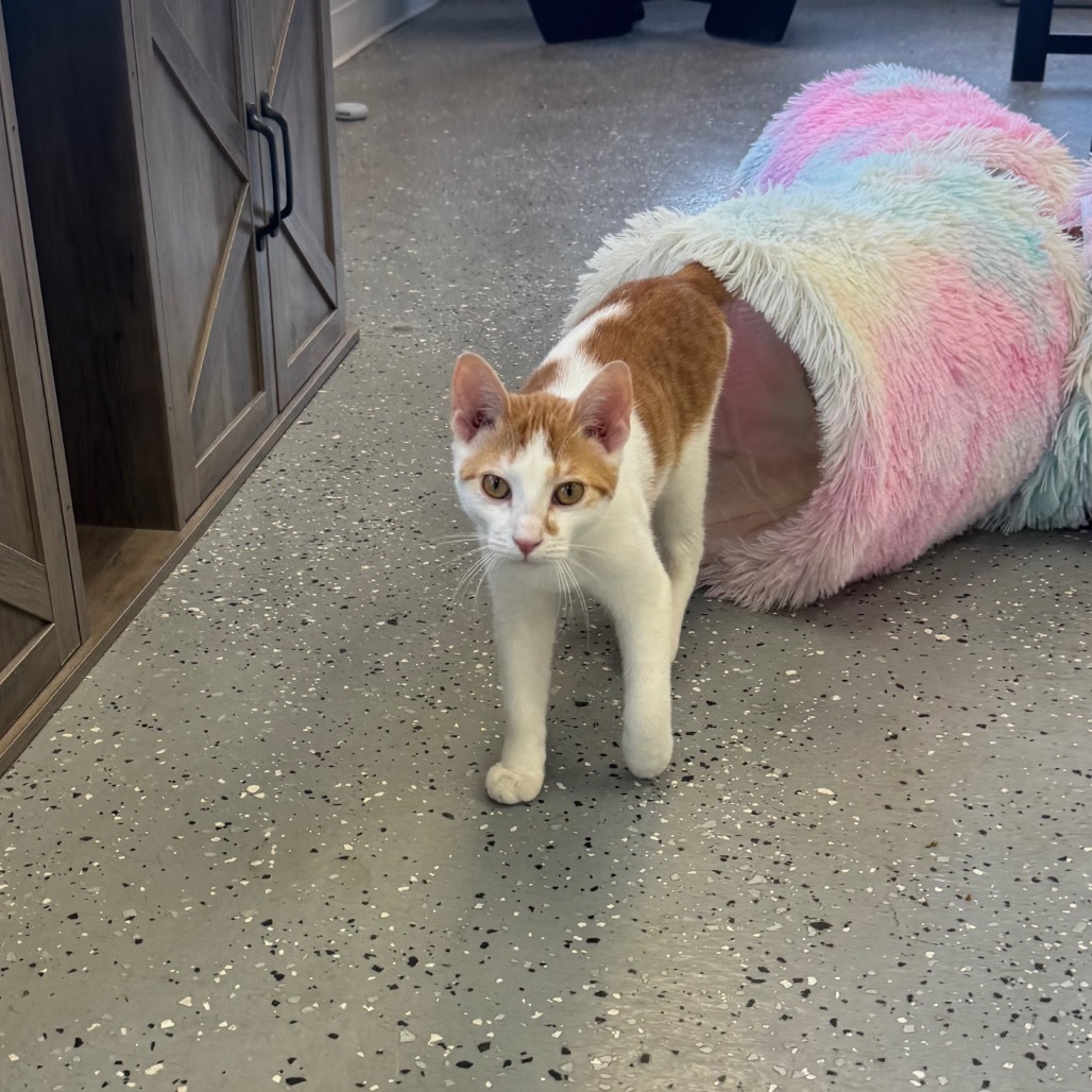 Peacemaker (Holland Cat Cove)