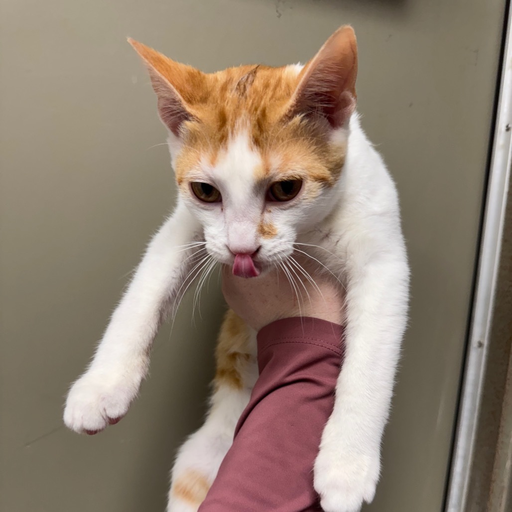 Peacemaker (Holland Cat Cove)