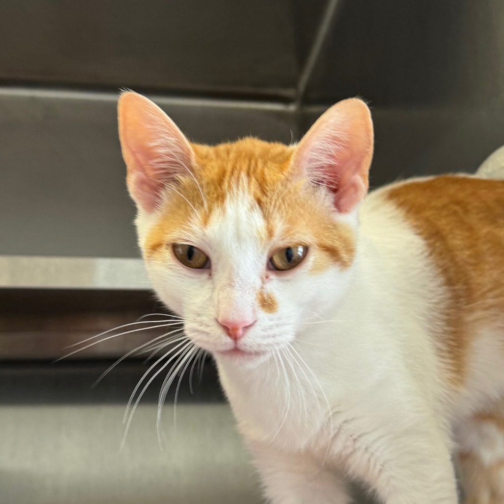 Peacemaker (Holland Cat Cove)