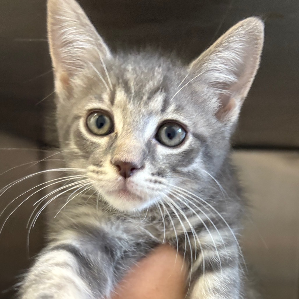 Mr. Darcy (Holland Cat Cove)
