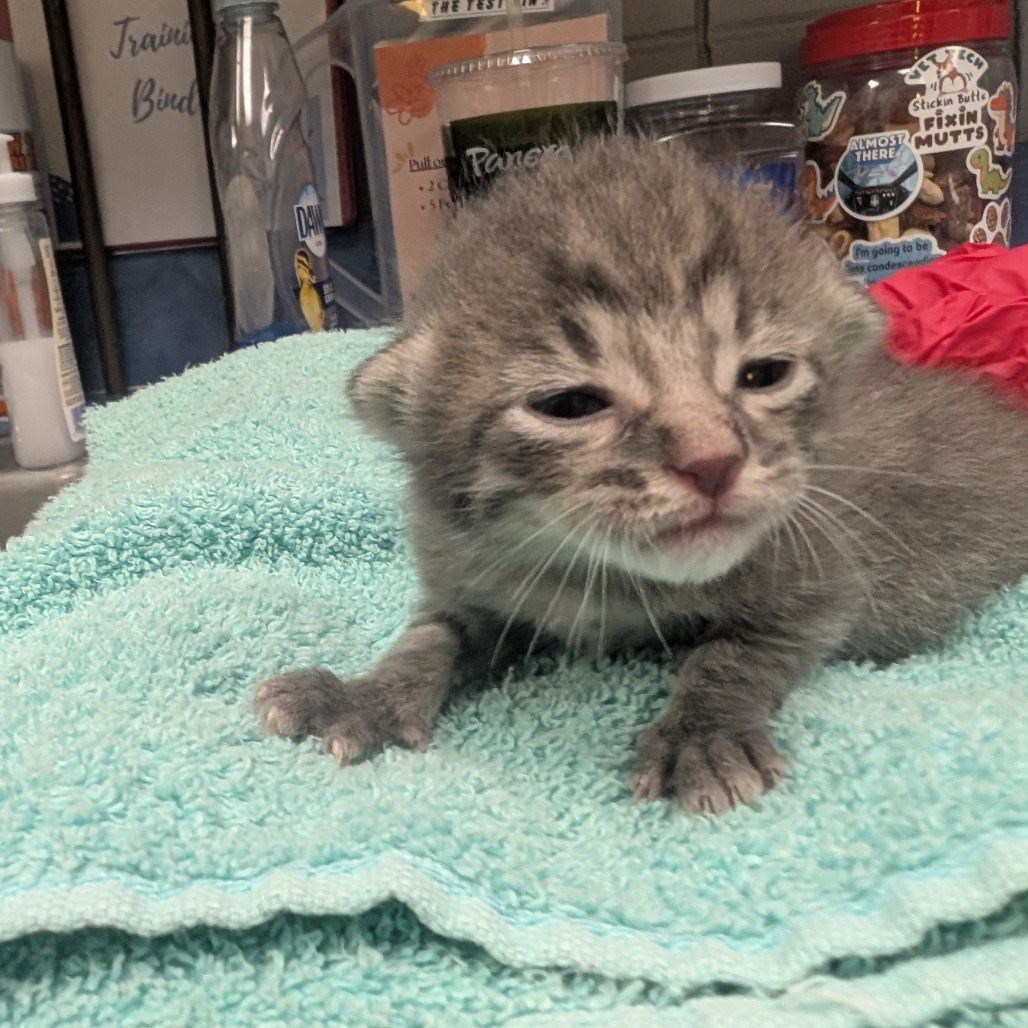 Mr. Darcy (Holland Cat Cove)