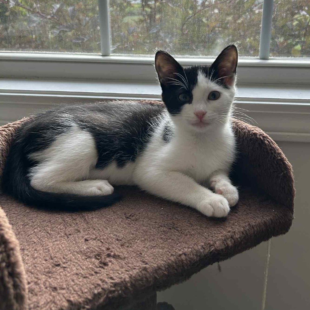 Oreo