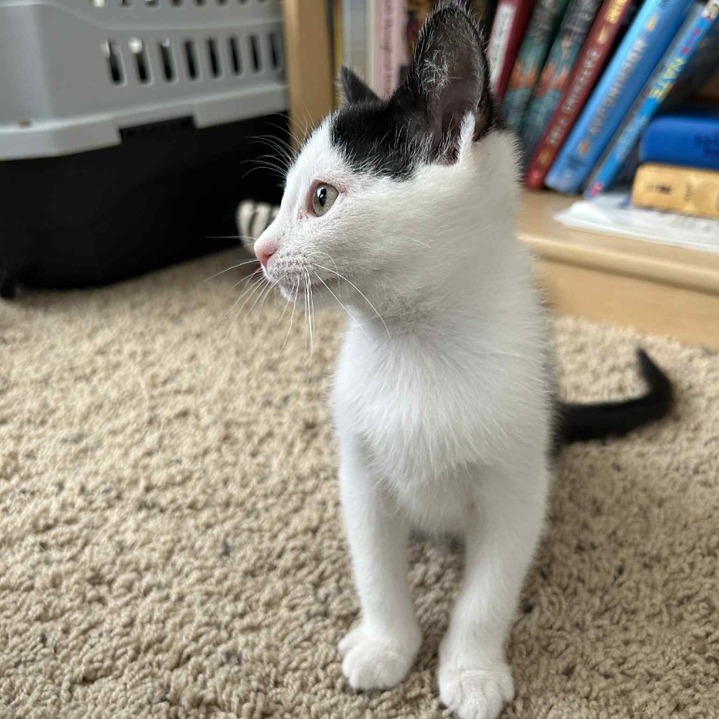 Oreo