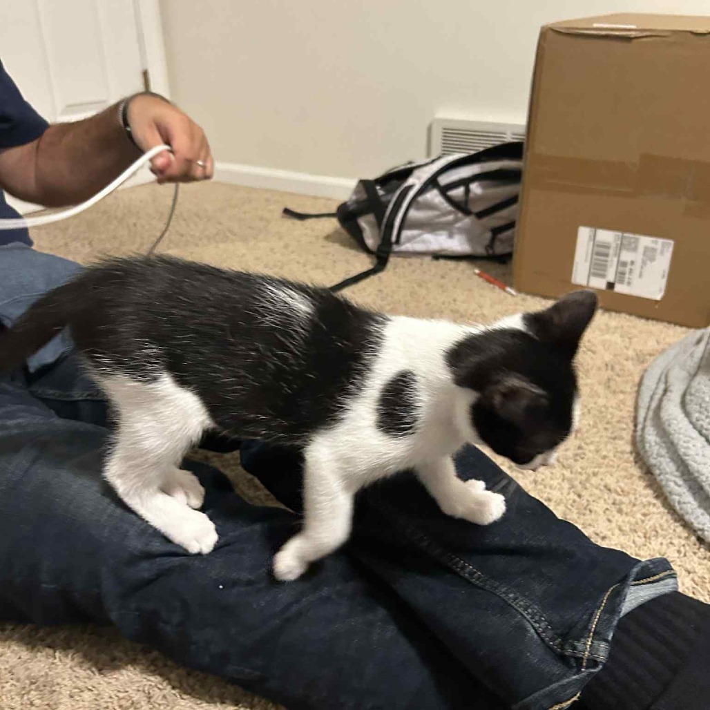 Oreo