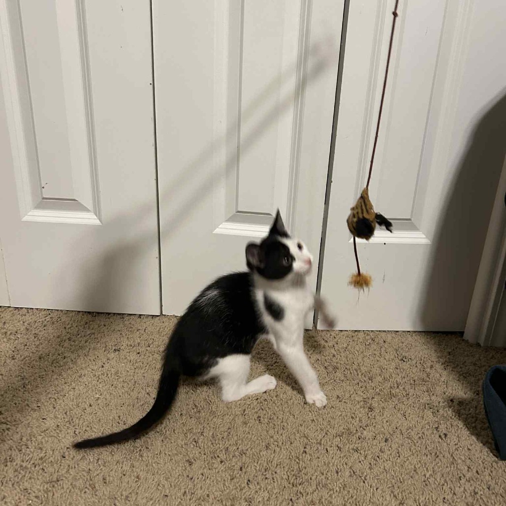 Oreo