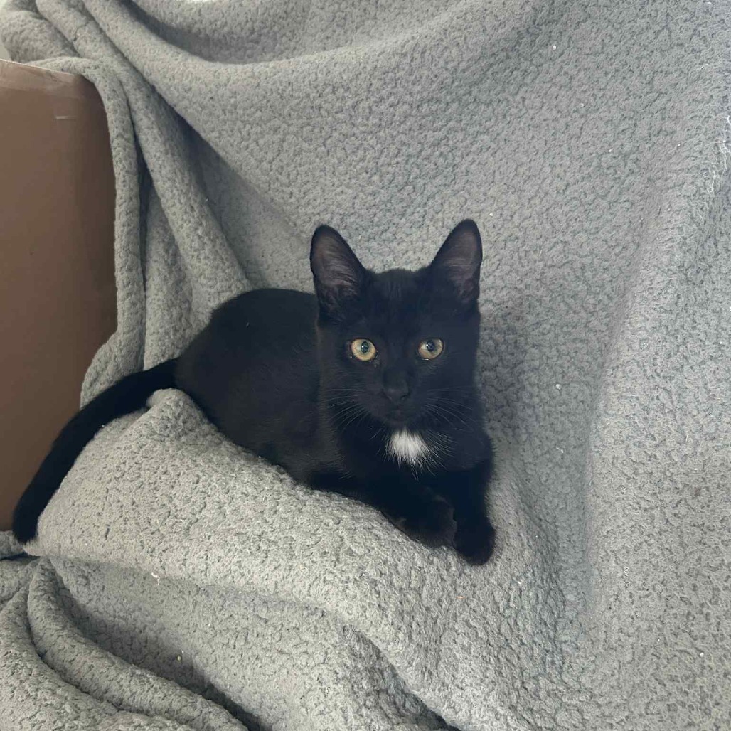 KiKi