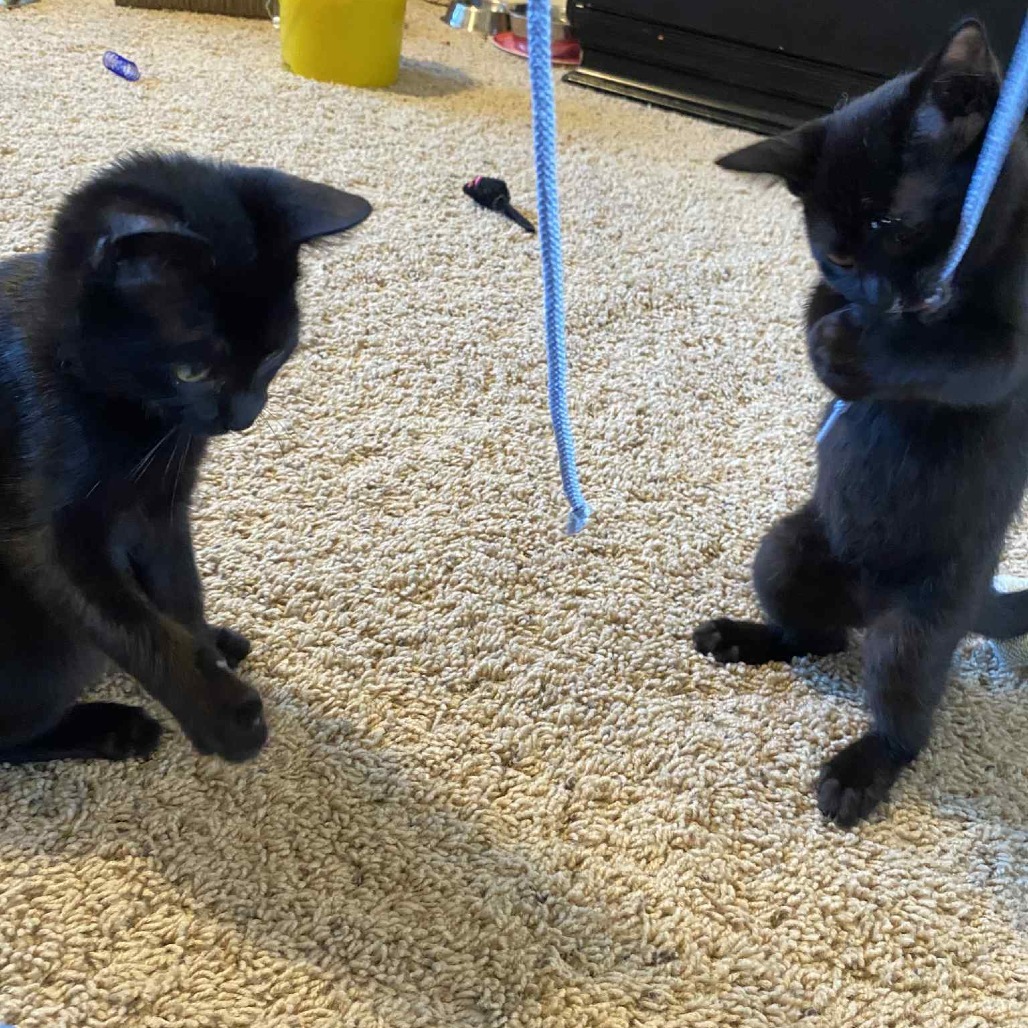 KiKi