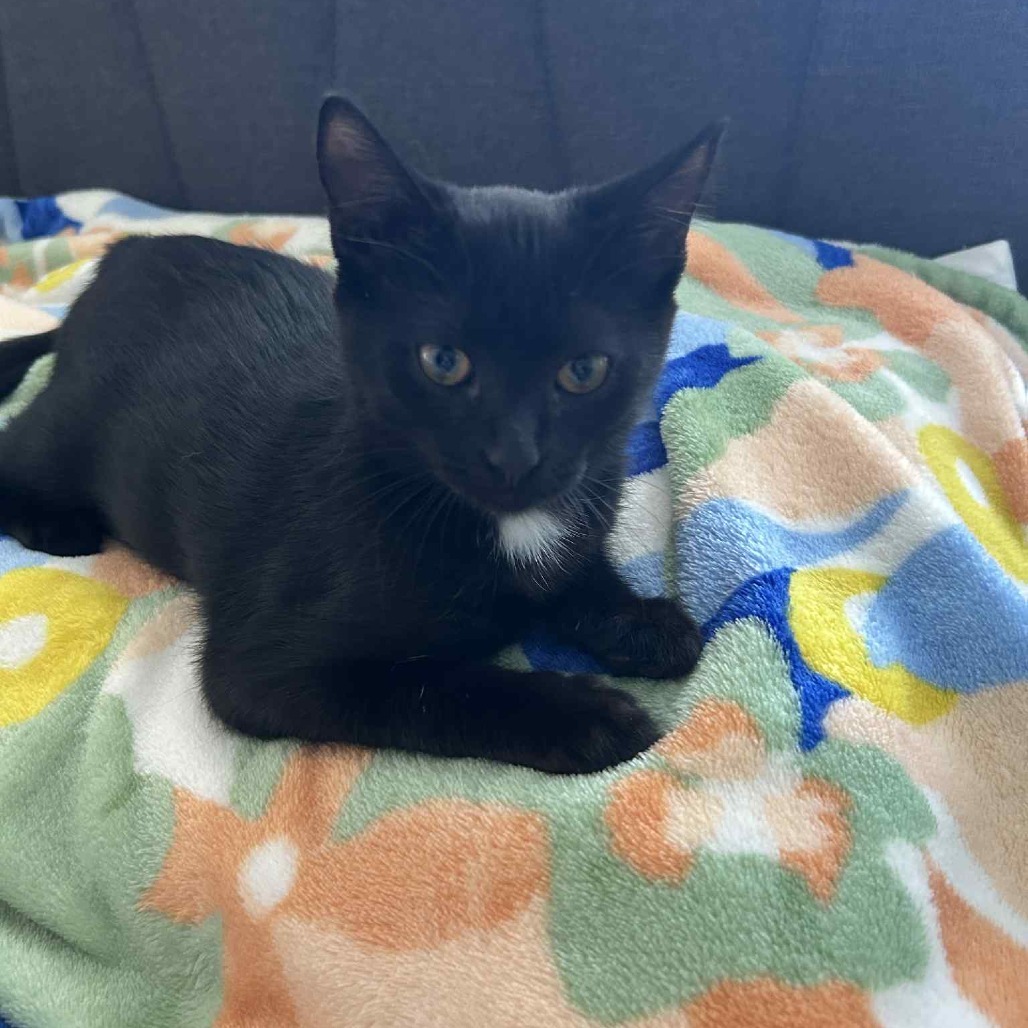 KiKi