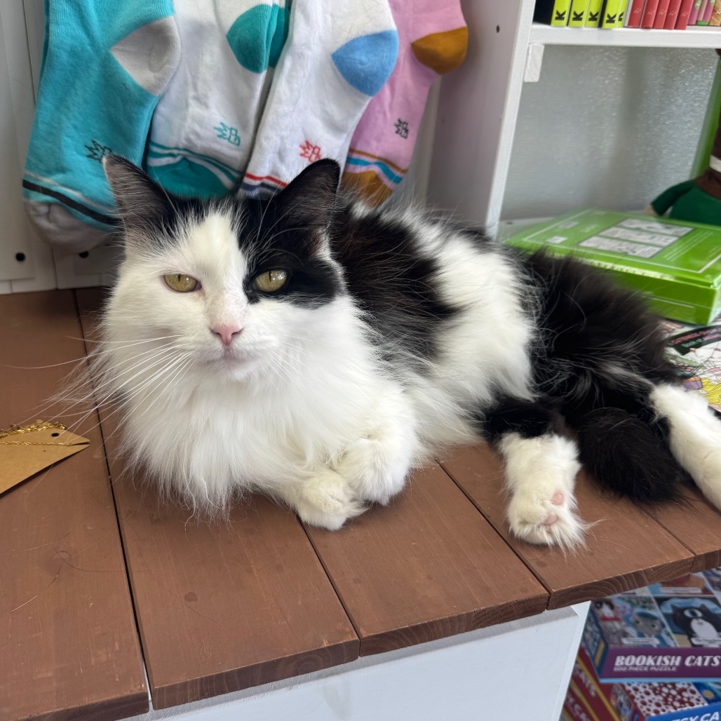 Tiny (Holland Cat Cove)