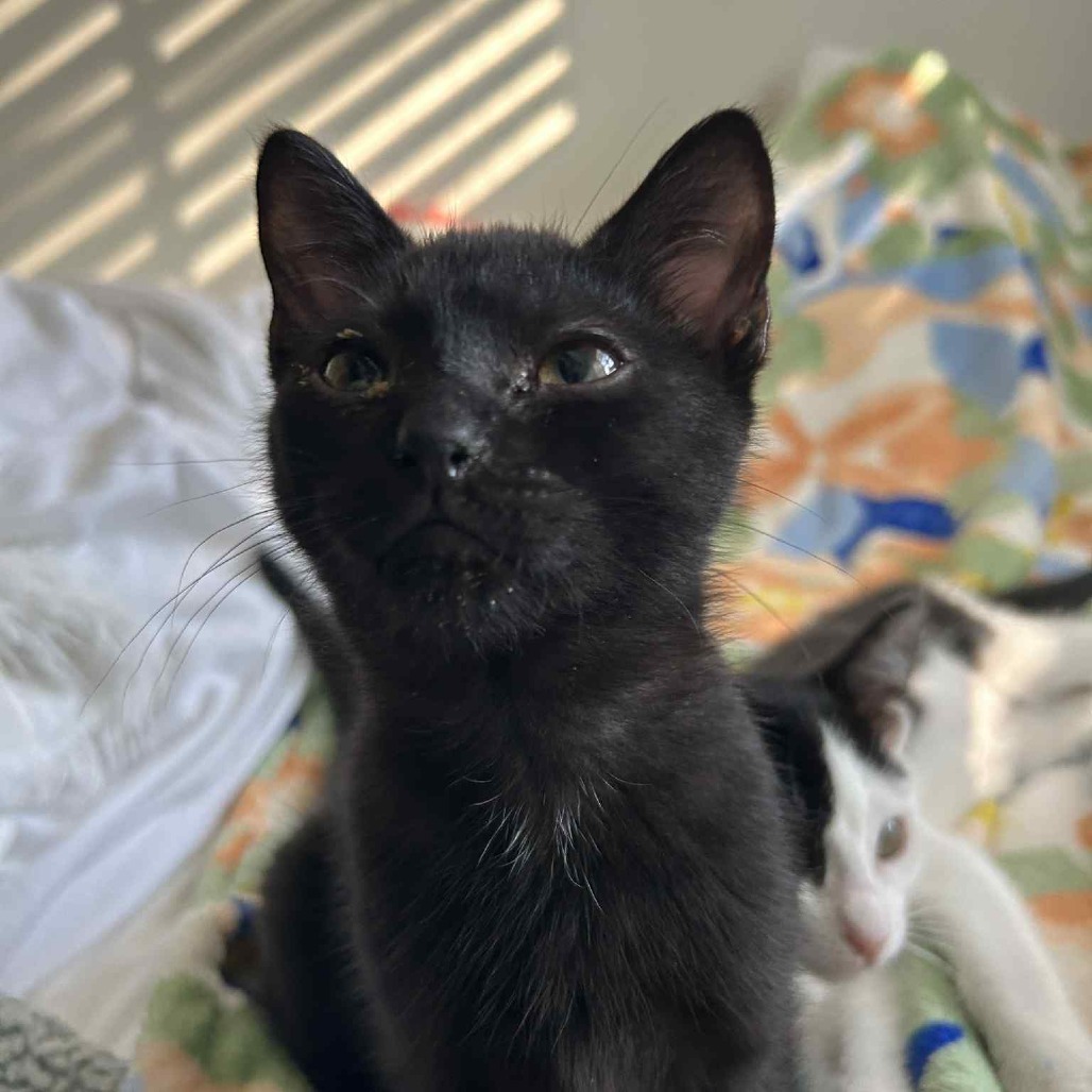 Cocoa