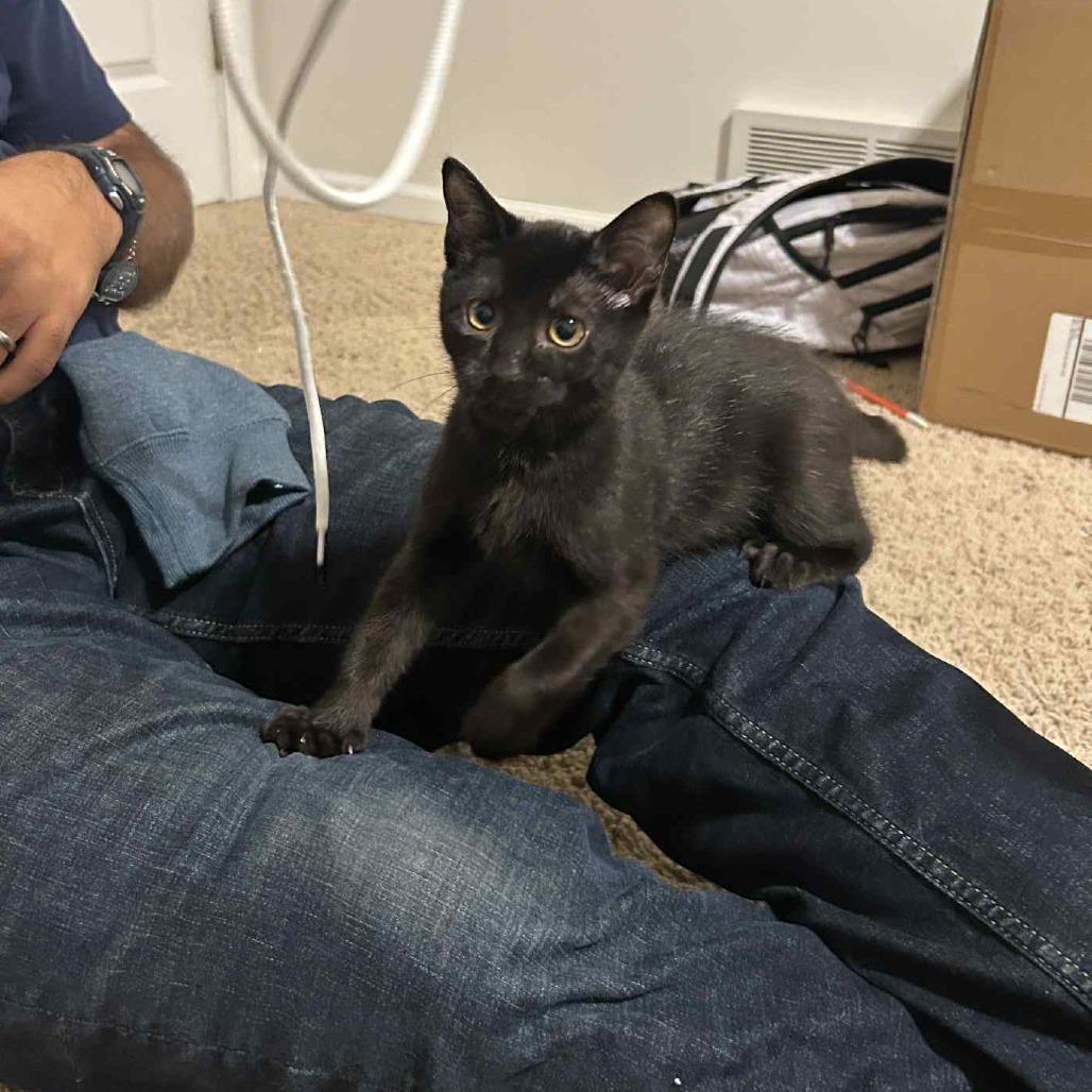 Cocoa