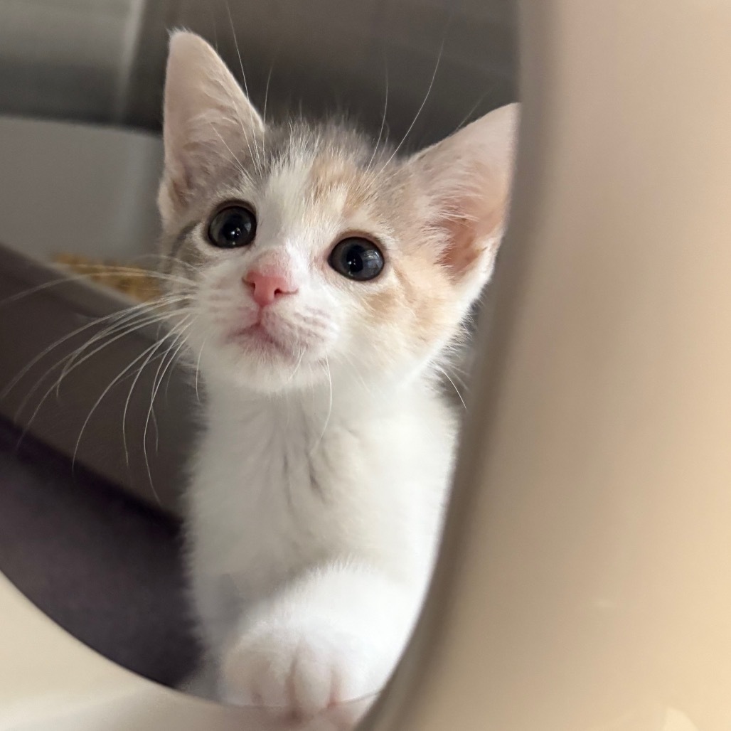 Miss Jane (Holland Cat Cove)