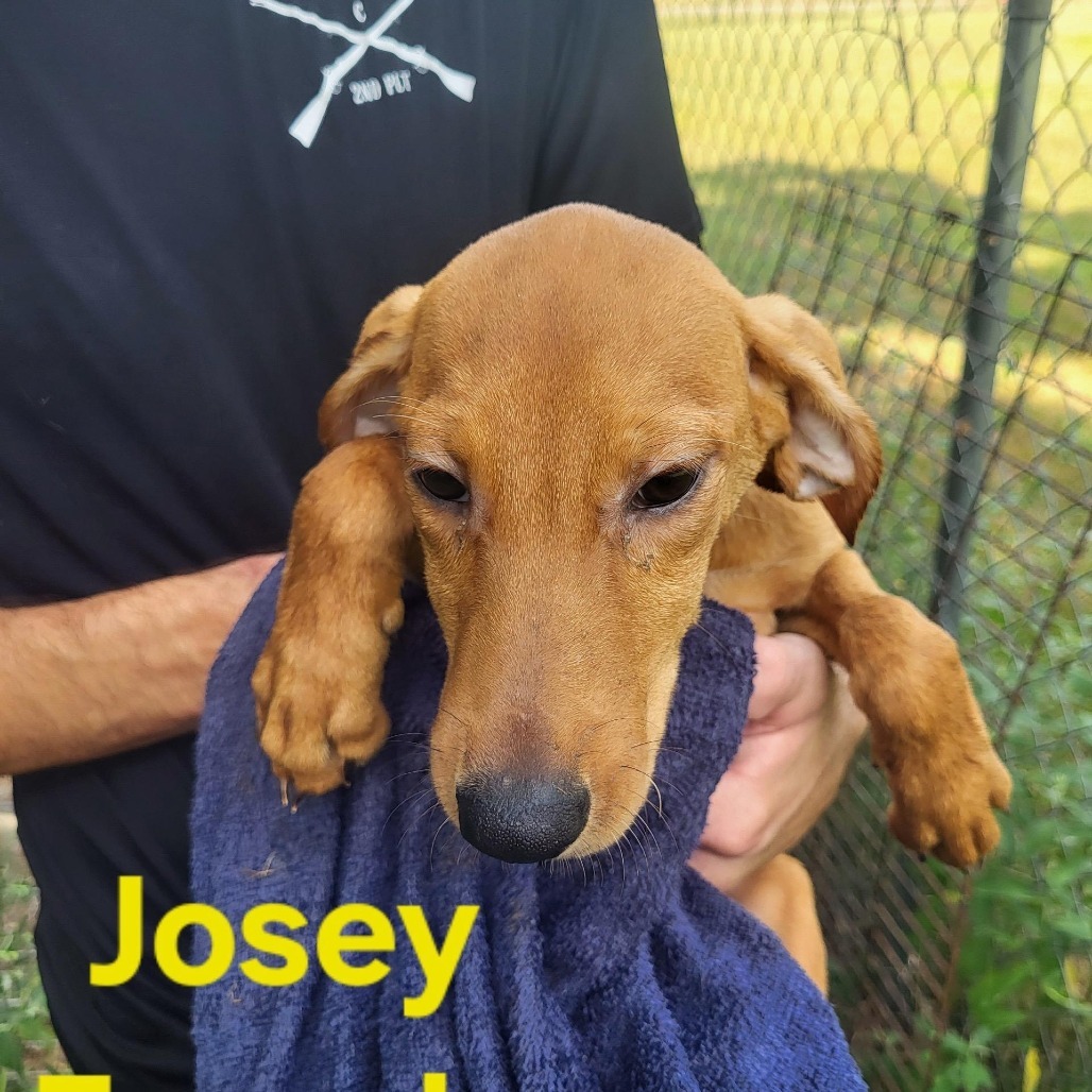 Josey