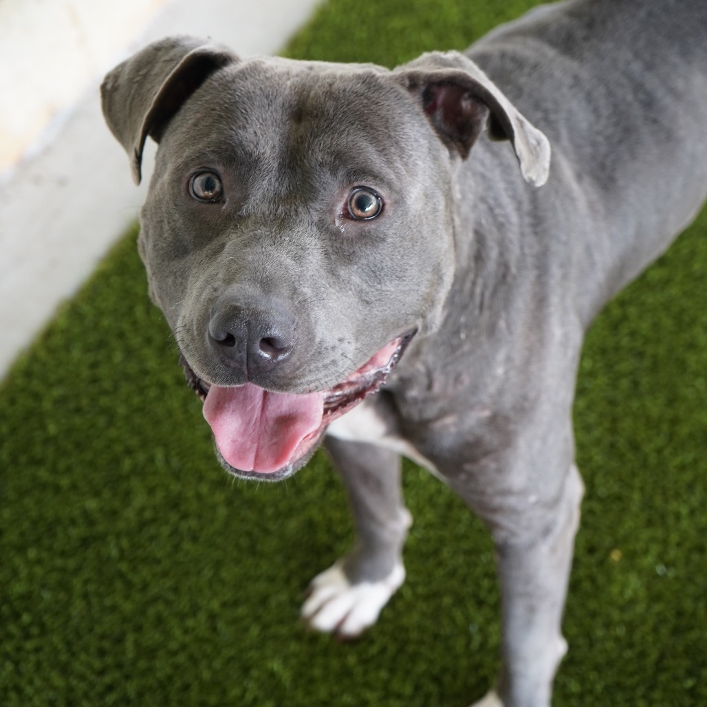 TUSC-Stray-81918