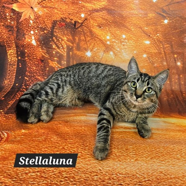 Stellaluna photo 1