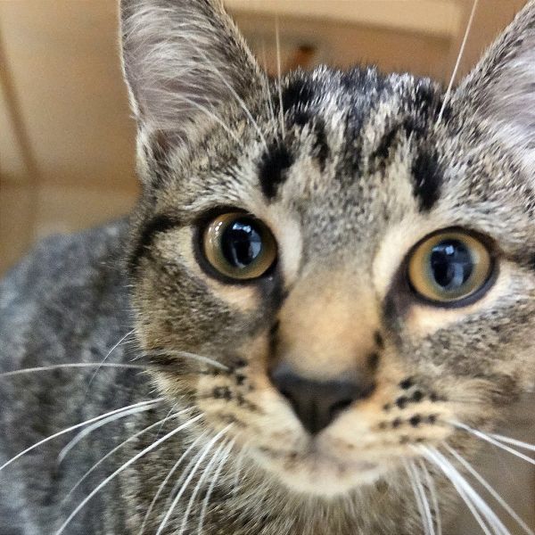 Stellaluna thumbnail 2