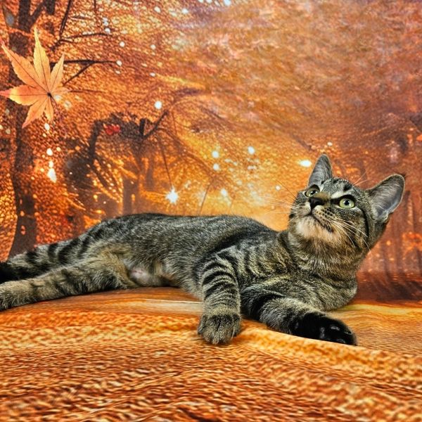 Stellaluna thumbnail 4