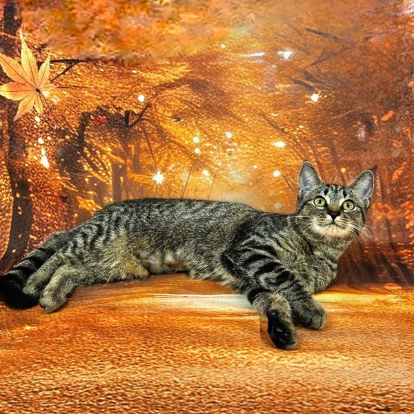 Stellaluna thumbnail 5