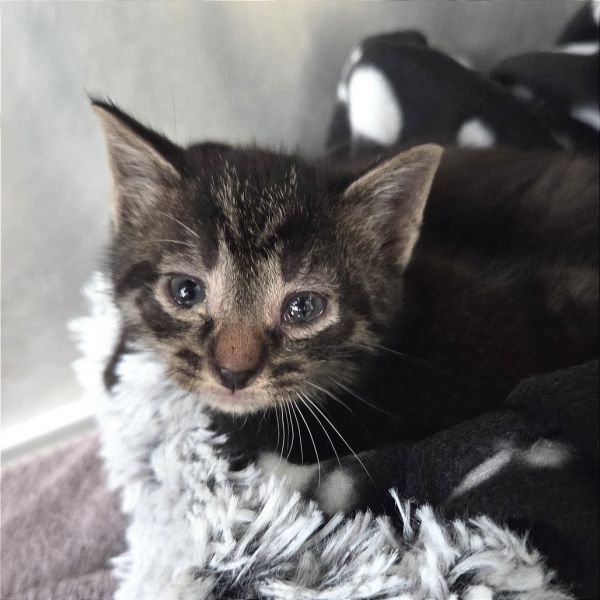 Dilly Dally thumbnail 2